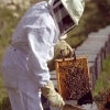 День пасечника (пчеловода) 2022 2016 - 14 поздравлений